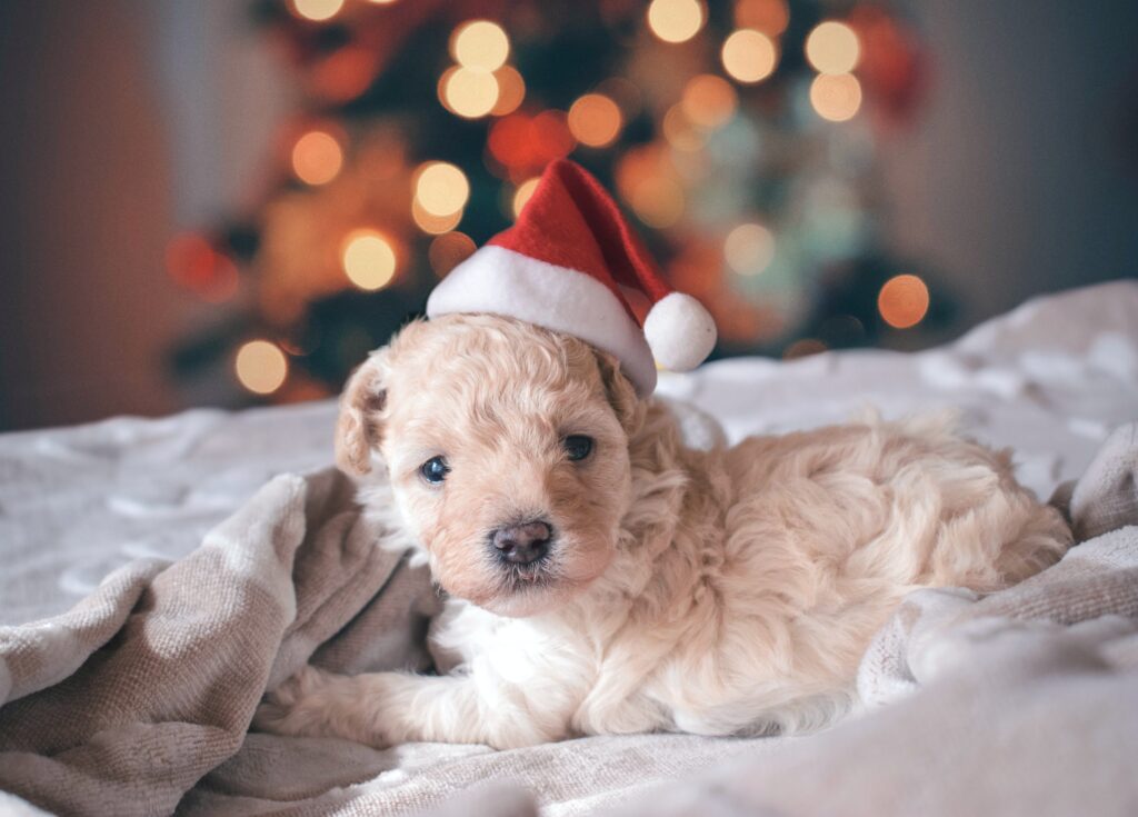 How to take care of your pets at Christmas.