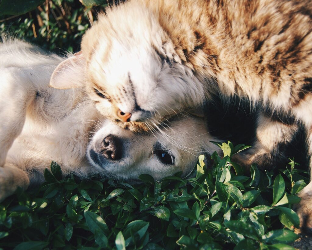 ways to celebrate National Love Your Pet Day