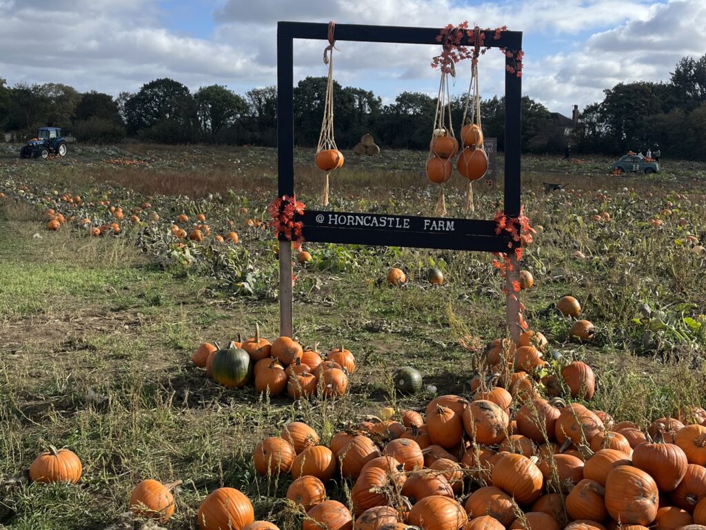 Horncastle Farm pumpkin picking