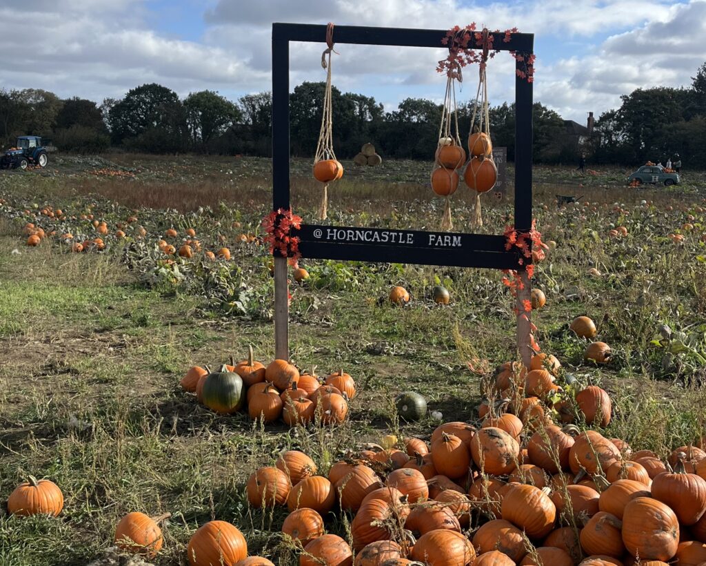Horncastle Farm pumpkin picking