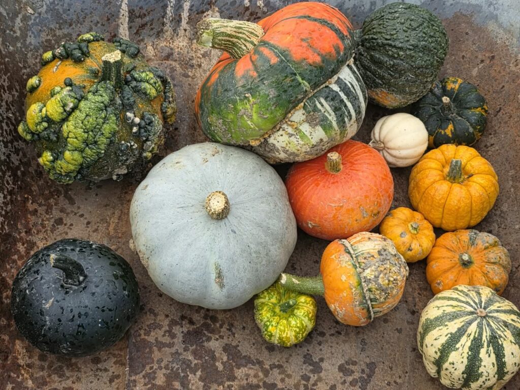 Horncastle farm pumpkins